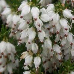 Bruyère d'hiver Springwood White - Des fleurs même en hiver