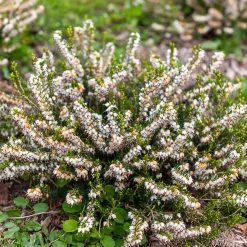 Bruyère d'hiver White Glow - Des fleurs même en plein hiver