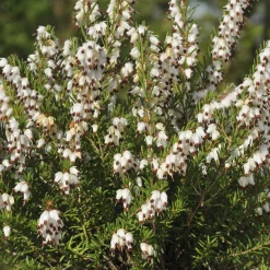 Bruyère d'hiver White Glow - Des fleurs même en plein hiver