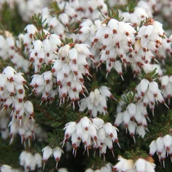 Bruyère d'hiver White Glow - Des fleurs même en plein hiver