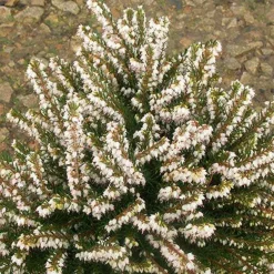 Bruyère d'hiver White Glow - Des fleurs même en plein hiver