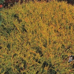 Bruyère d'été Wickwar Flame - Le feuillage qui change de couleur