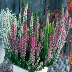 3 bruyères blanche, rouge, rose en mélange - Des couleurs même en hiver