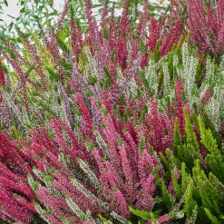 3 bruyères blanche, rouge, rose en mélange - Des couleurs même en hiver