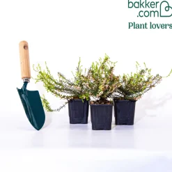 3 Bruyères d'hiver blanches - Des fleurs en plein hiver