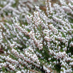 3 Bruyères d'hiver blanches - Des fleurs en plein hiver