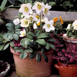 4 Bruyères d'hiver et Hellébore en mélange - Des fleurs même en hiver