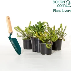 4 Bruyères d'hiver et Hellébore en mélange - Des fleurs même en hiver