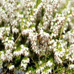 4 Bruyères d'hiver et Hellébore en mélange - Des fleurs même en hiver