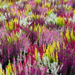 6 Bruyères d'été en mélange - Un tapis fleuri tout l'été