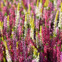 6 Bruyères d'été en mélange - Un tapis fleuri tout l'été