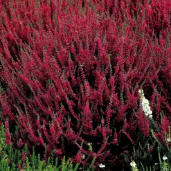 6 Bruyères d'été en mélange - Un tapis fleuri tout l'été