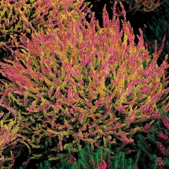 6 Bruyères d'été en mélange - Un tapis fleuri tout l'été