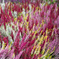 6 Bruyères d'été en mélange - Un tapis fleuri tout l'été