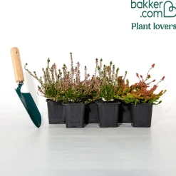 6 Bruyères d'été en mélange - Un tapis fleuri tout l'été