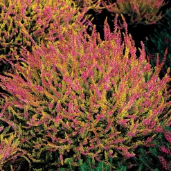 3 Bruyères d'été rose à feuilles jaunes - Couleur du jardin tout l'automne