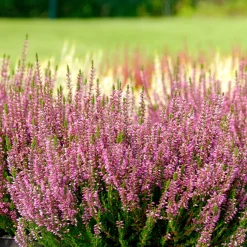 3 Bruyères d'été rose à feuilles vertes - Le tapis rose qui dure