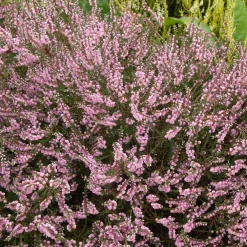 3 Bruyères d'été rose à feuilles vertes - Le tapis rose qui dure