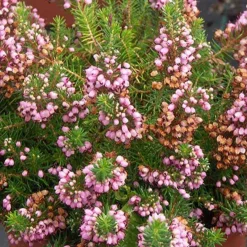 Bruyère vagabonde St Keverne - Un tapis rose tout l'été