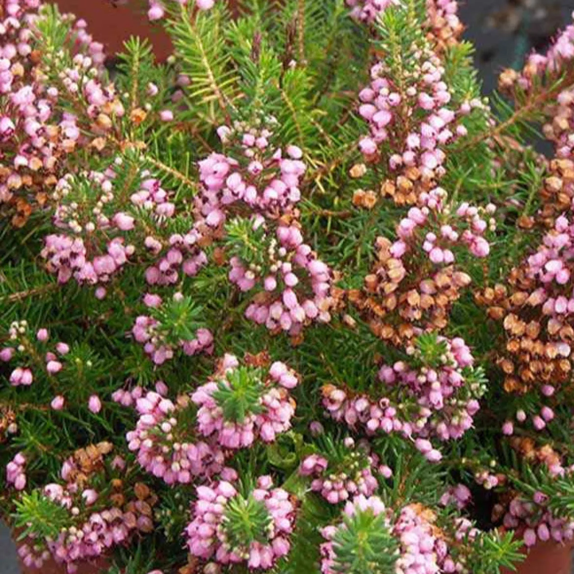 Bruyère vagabonde St Keverne - Un tapis rose tout l'été