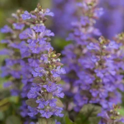 Bugle rampante Atropurpurea - Tapis pourpre sans effort