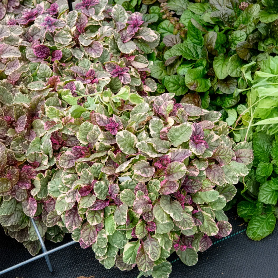 Bugle rampante Burgundy Glow - Un tapis coloré sans effort