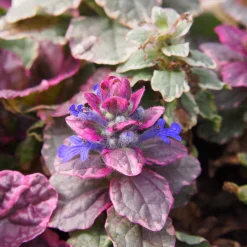 Bugle rampante Burgundy Glow - Un tapis coloré sans effort