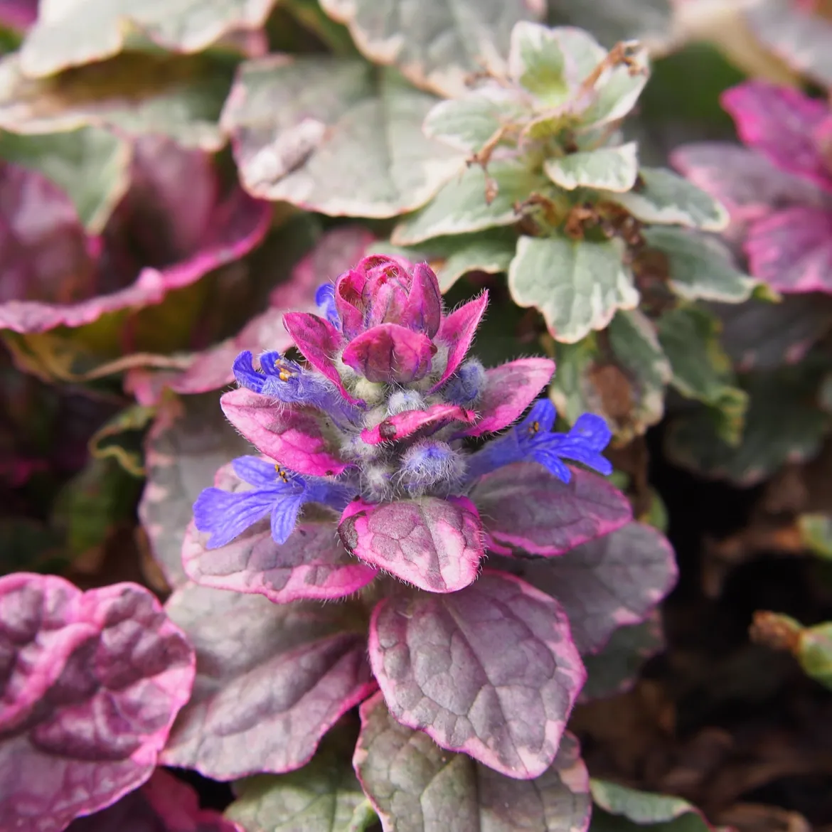Bugle rampante Burgundy Glow - Un tapis coloré sans effort