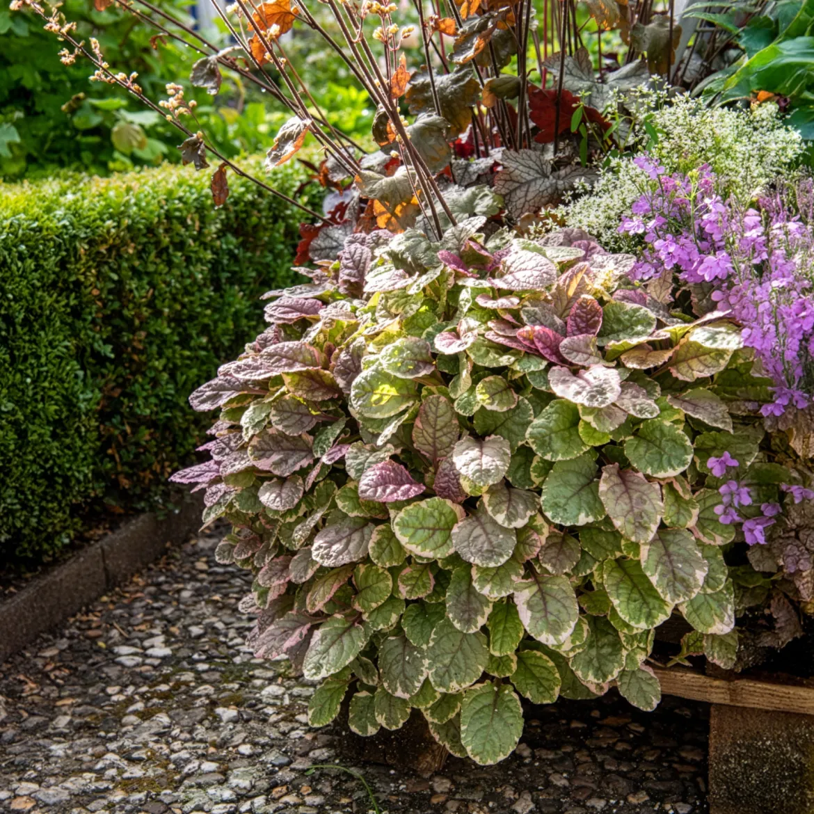 Bugle rampante Burgundy Glow - Un tapis coloré sans effort