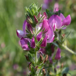 Bugrane épineuse - Le rose sauvage qui dure