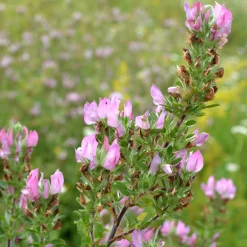 Bugrane épineuse - Le rose sauvage qui dure