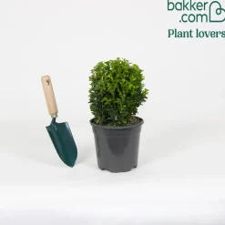Buis boule - Une boule verte toute l'année