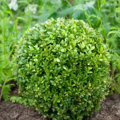 Buis boule - Une boule verte toute l'année