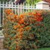 Buisson ardent Saphyr® Orange Cadange - Pyracantha - Une haie infranchissable en fruits