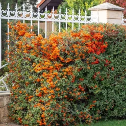 Buisson ardent Saphyr® Orange Cadange - Pyracantha - Une haie infranchissable en fruits
