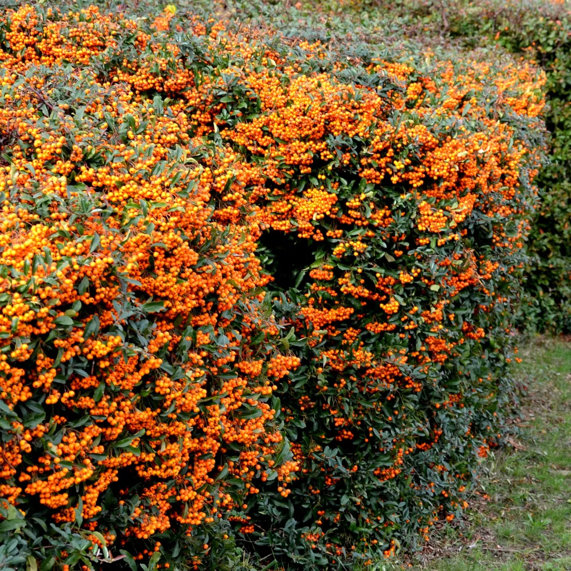 Buisson ardent Saphyr® Orange Cadange - Pyracantha - Une haie infranchissable en fruits