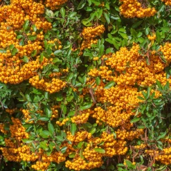 Buisson ardent Saphyr® Orange Cadange - Pyracantha - Une haie infranchissable en fruits