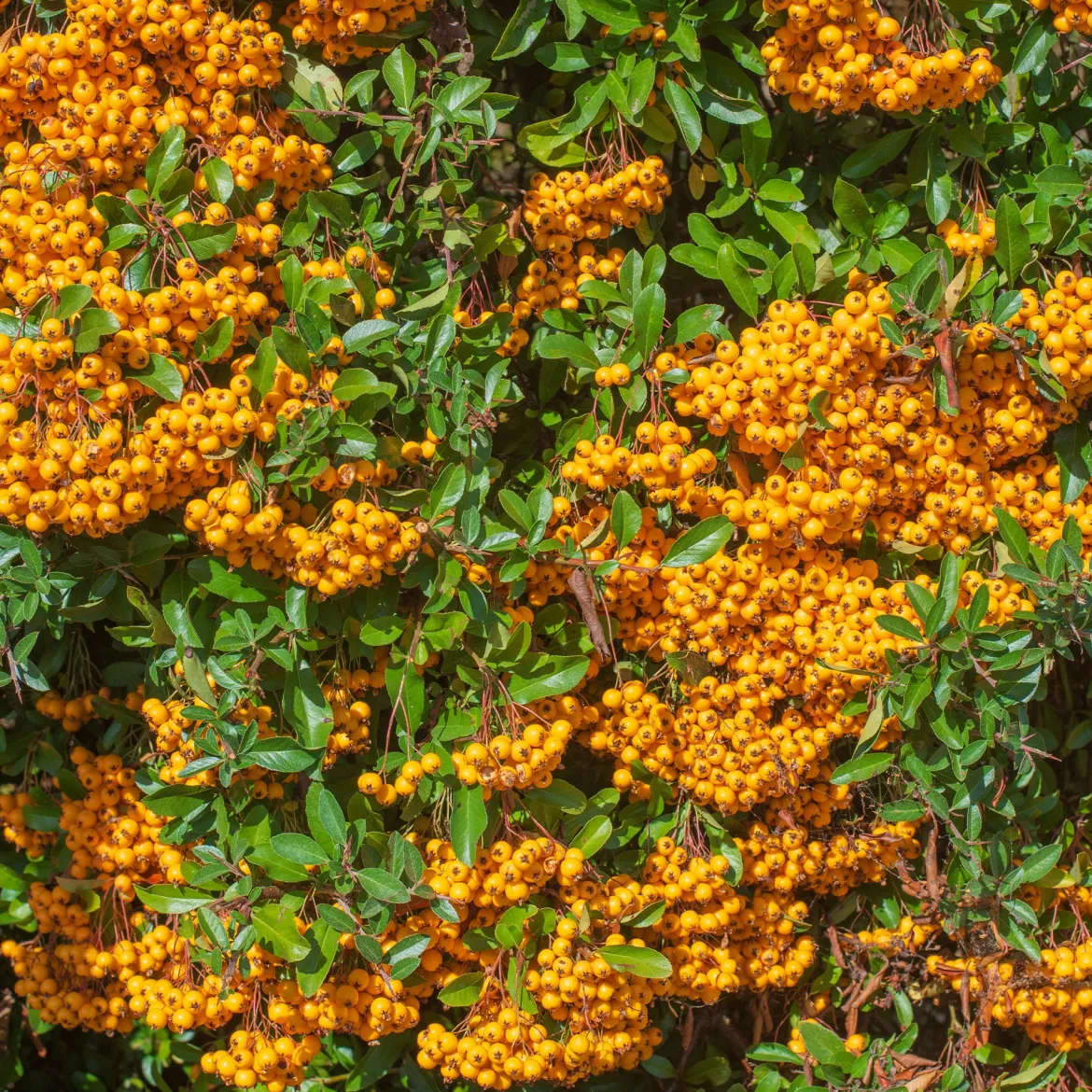 Buisson ardent Saphyr® Orange Cadange - Pyracantha - Une haie infranchissable en fruits