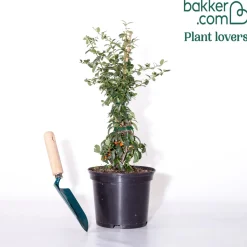 Buisson ardent Saphyr® Orange Cadange - Pyracantha - Une haie infranchissable en fruits