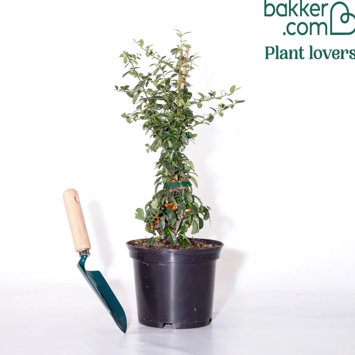 Buisson ardent Saphyr® Orange Cadange - Pyracantha - Une haie infranchissable en fruits