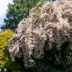 Buisson de beauté Pink Cloud - Un nuage rose en mai