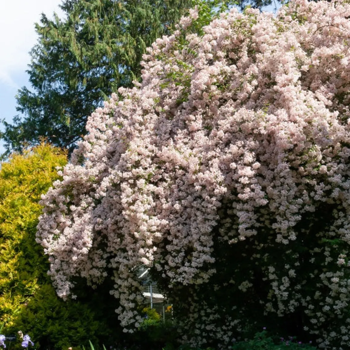 Buisson de beauté Pink Cloud - Un nuage rose en mai