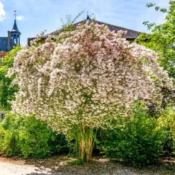 Buisson de beauté Pink Cloud - Un nuage rose en mai