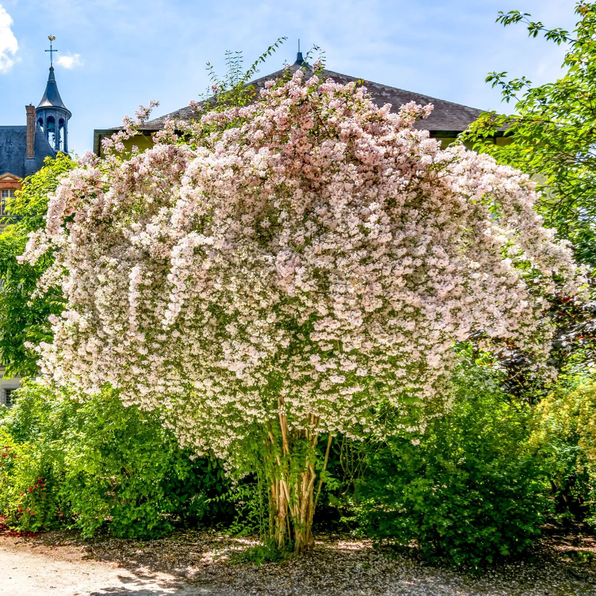 Buisson de beauté Pink Cloud - Un nuage rose en mai