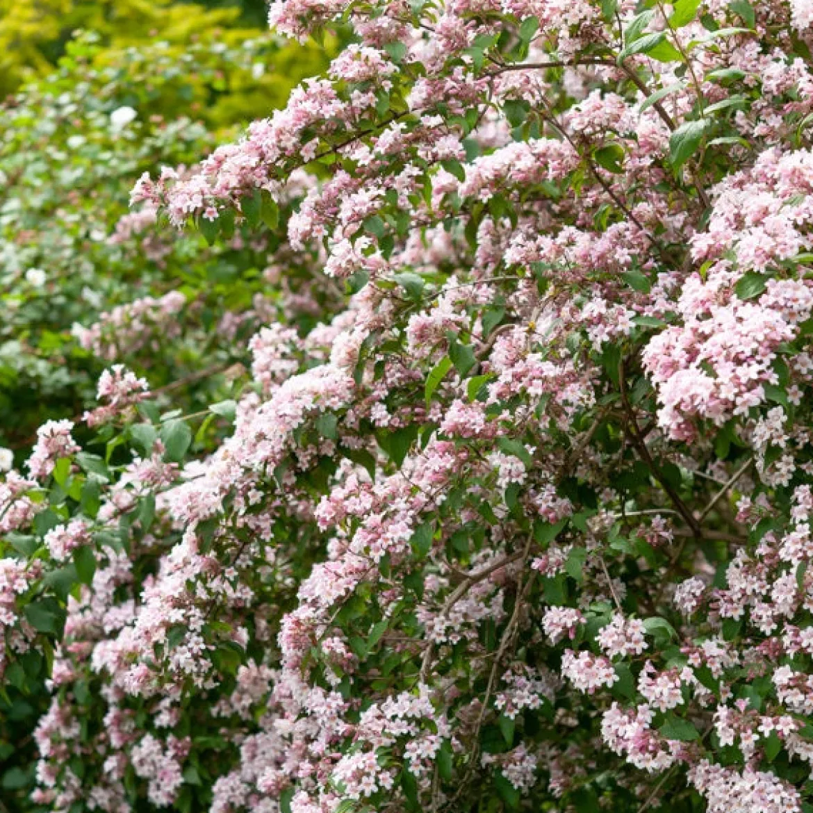 Buisson de beauté Pink Cloud - Un nuage rose en mai