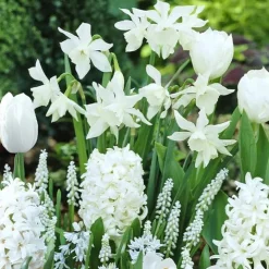 35 Bulbes de fleurs Bordure Blanche en mélange - Bordure blanche tout le printemps