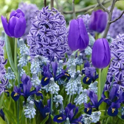 35 Bulbes de fleurs Bordure Bleue en mélange - Une bordure tout en bleu