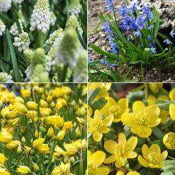 70 Bulbes de fleurs Butterfly Food en mélange - Un jardin nourricier fleuri