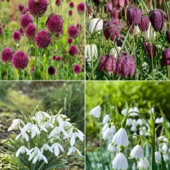 70 Bulbes de fleurs Butterfly Food en mélange - Un jardin nourricier fleuri
