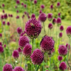 70 Bulbes de fleurs Butterfly Food en mélange - Un jardin nourricier fleuri